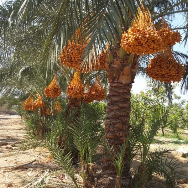 نخيل-بلح-تمور-نخل-3-768x1024